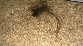 Ձերբակալվել է՝ սպանության կասկածանքով (լուսանկարներ)