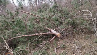 Illegal Tree Felling in Tavush (photos) 