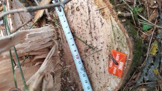 Незаконная вырубка деревьев в марзе Тавуш (Фото)