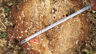 Незаконная вырубка деревьев в марзе Тавуш (Фото)