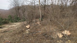 Illegal Tree Felling in Tavush (photos) 