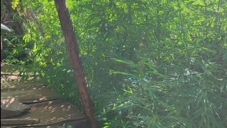 Երևան քաղաքի 55-ամյա բնակիչը կալանավորվել է՝ կանեփի մեծաքանակ բույսեր աճեցնելու, առանձնապես խոշոր չափերով թմրամիջոց և աօպրինի կերպով հարզեն պահելու մեղադրանքով  (լուսանկարներ)