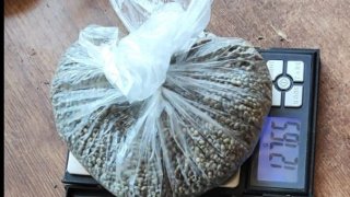 Երևան քաղաքի 55-ամյա բնակիչը կալանավորվել է՝ կանեփի մեծաքանակ բույսեր աճեցնելու, առանձնապես խոշոր չափերով թմրամիջոց և աօպրինի կերպով հարզեն պահելու մեղադրանքով  (լուսանկարներ)