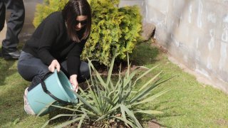 ՀՀ քննչական կոմիտեի աշխատակիցները մասնակցել են  համապետական շաբաթօրյակին. (լուսանկարներ)