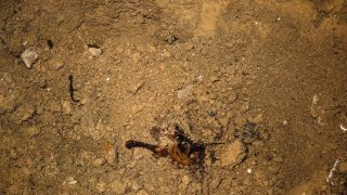 Investigators of IC Investigative Division of Erebuni and Nubarashen Administrative Districts Disclosed Murder Committed 14 Years ago; One Person Arrested (photos)