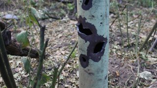 30 Criminal Cases Initiated in RA Investigative Committee on Violation of Ceasefire and Firing Shots towards Peaceful Civilians from several Weapons by Armed Forces of Azerbajan