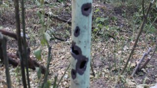 В Следственном комитете РА возбуждены 30 уголовных дел по фактам нарушения вооруженными силами Азербайджана режима прекращения огня и обстрела мирного населения из различных видов вооружения (фотографии)