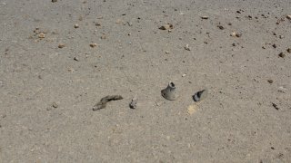 По факту грубого нарушении ВС Азербайджана режима прекращения огня, обстрелов из вооружения различного калибра мирного населения ряда населенных пунктов Тавушской области, армянских боевых опорных пунктов в СК РА возбуждено еще 7 уголовных дел(фотографии)