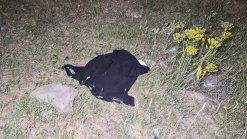 Murder in Geghashen Village (video, photos)