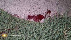 Stabbing in Malatia-Sebastia administrative district (photos)