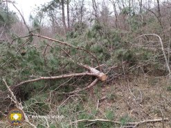 Illegal Tree Felling in Tavush (photos) 