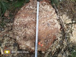 Illegal Tree Felling in Tavush (photos) 
