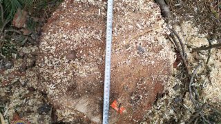 Illegal Tree Felling in Tavush (photos) 