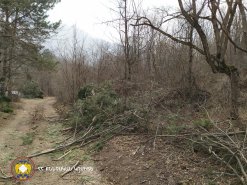 Illegal Tree Felling in Tavush (photos) 