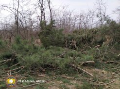 Illegal Tree Felling in Tavush (photos) 