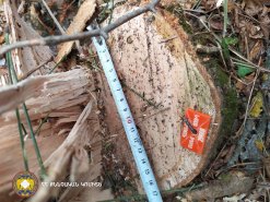 Illegal Tree Felling in Tavush (photos) 