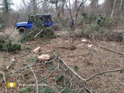 Illegal Tree Felling in Tavush (photos) 