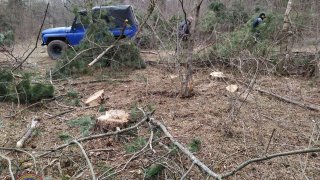 Illegal Tree Felling in Tavush (photos) 