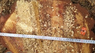 Illegal Tree Felling in Tavush (photos) 