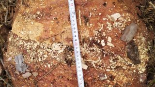 Незаконная вырубка деревьев в марзе Тавуш (Фото)