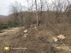 Незаконная вырубка деревьев в марзе Тавуш (Фото)
