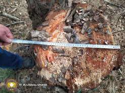 Illegal Tree Felling in Tavush (photos) 