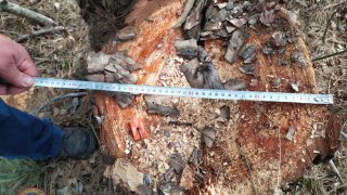 Illegal Tree Felling in Tavush (photos) 