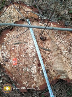 Illegal Tree Felling in Tavush (photos) 