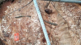 Illegal Tree Felling in Tavush (photos) 