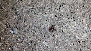 Murder in Goris; Criminal Case Initiated (photos)